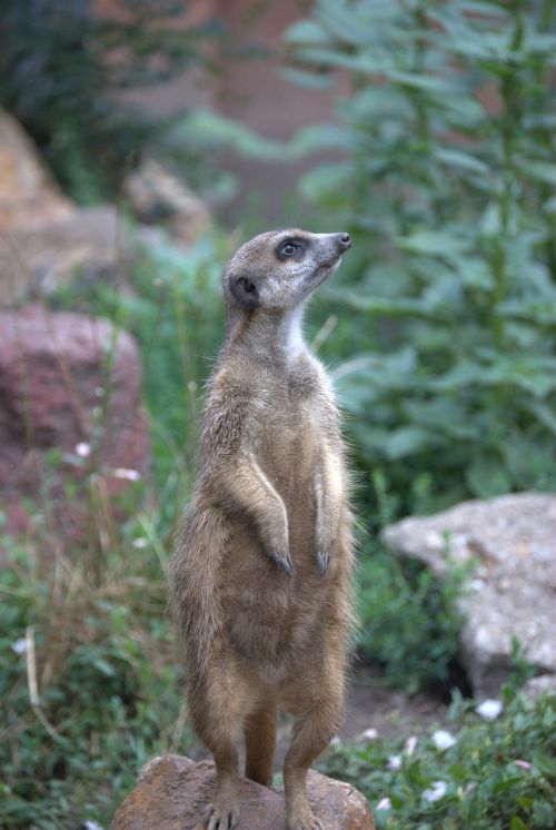 meerkat is watching guard