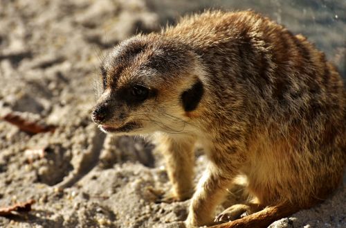 meerkat cute curious