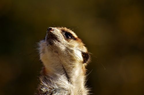 meerkat cute curious