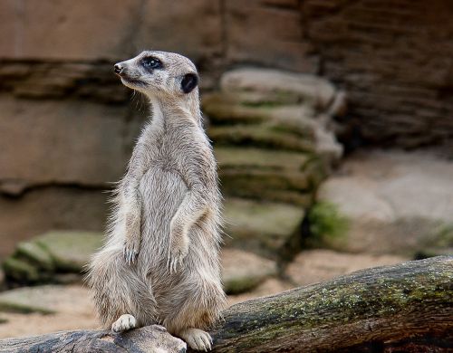 meerkat animal zoo