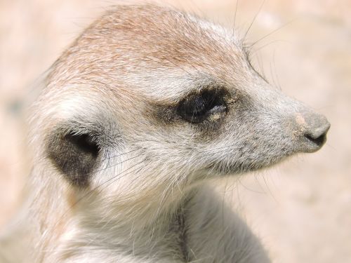 meerkat animals nature