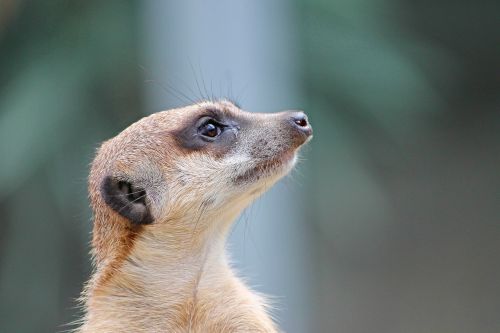 meerkat mongoose scharrtier