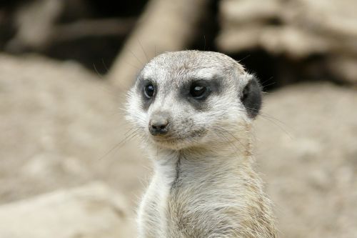 meerkat zoo animal