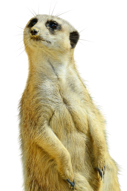 meerkat isolated zoo