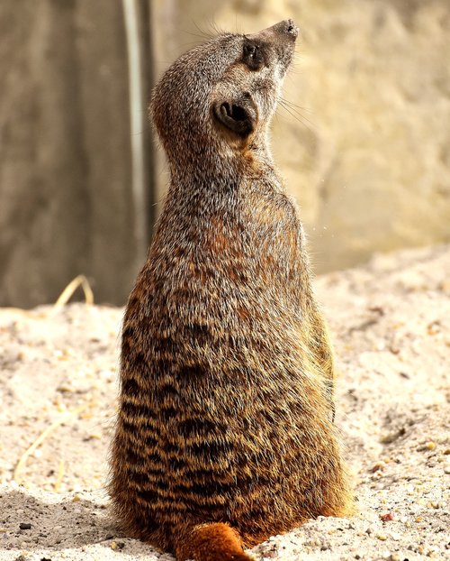 meerkat  animal  nature
