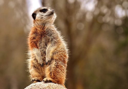 meerkat  animal  nature