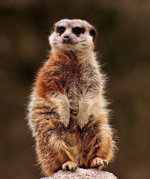 meerkat  animal  nature