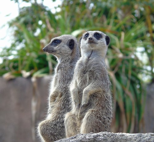 meerkat  wildlife  mammal