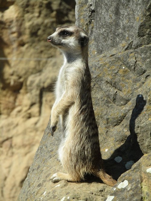 meerkat  mammal  zoo