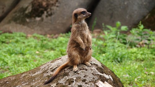 meerkat  zoo  animals