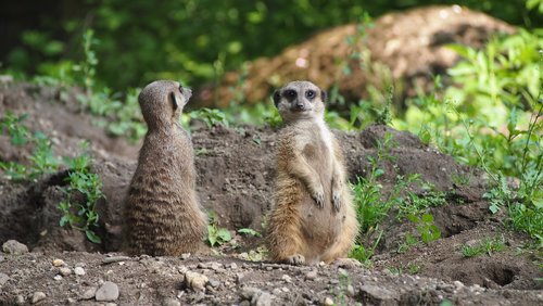 meerkat  zoo  animals