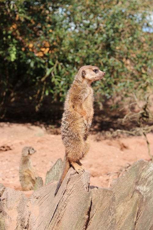 meerkat  cute  curious