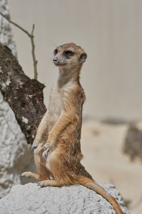 meerkat  watch  guard