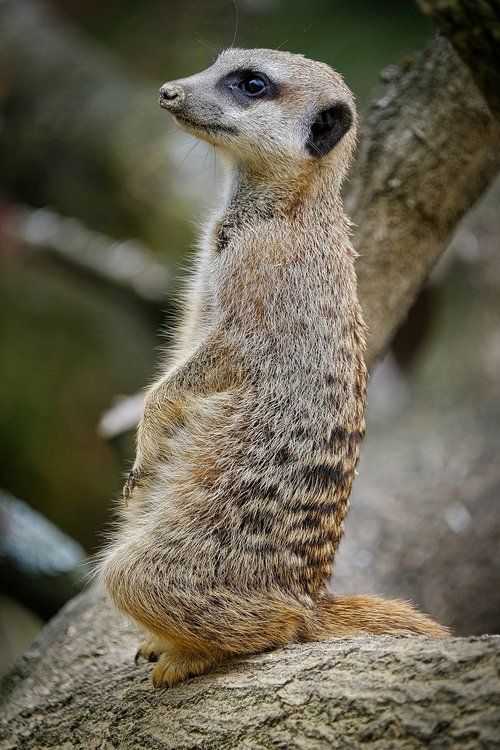 meerkat  zoo  animals