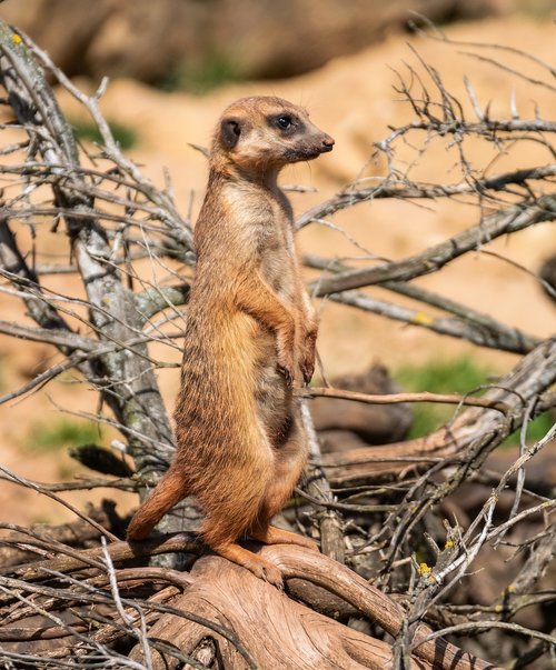 meerkat  animal  zoo