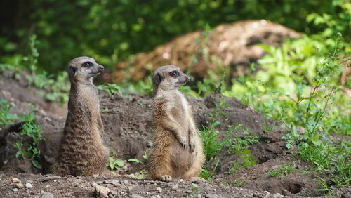 meerkat  zoo  animal