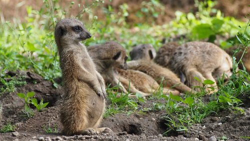 meerkat  zoo  animal