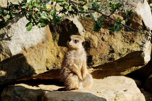 meerkat rock sitting