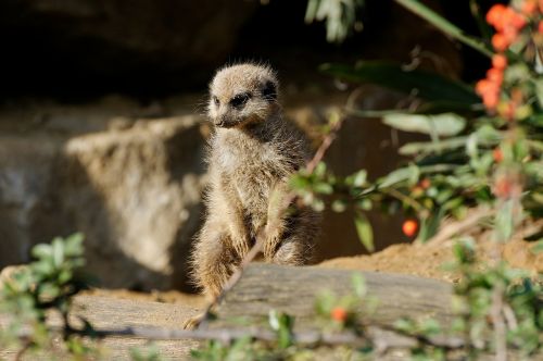 meerkat rock sitting