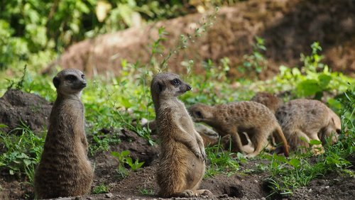 meerkat  guard  cute