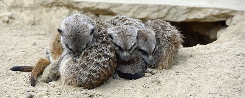 meerkat  animal  cute