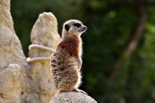 meerkat  animal  nature