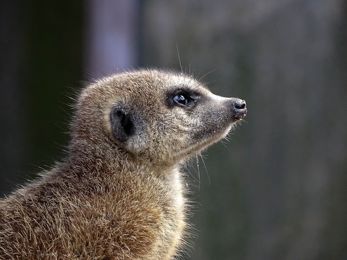 meerkat  animal  portrait