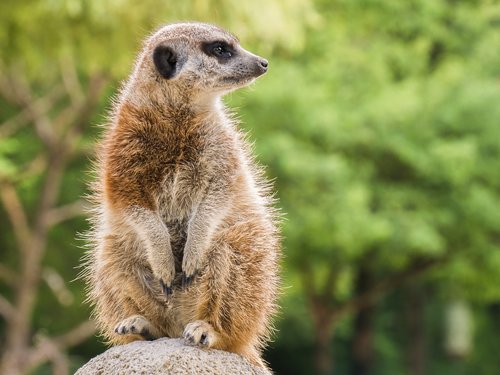 meerkat  animal  nager