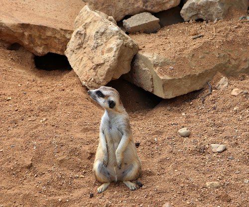 meerkat  mammal  wildlife