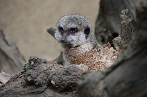 meerkat  zoo  animals