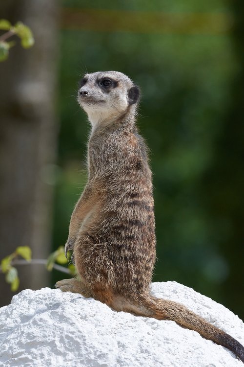 meerkat  guard  cute