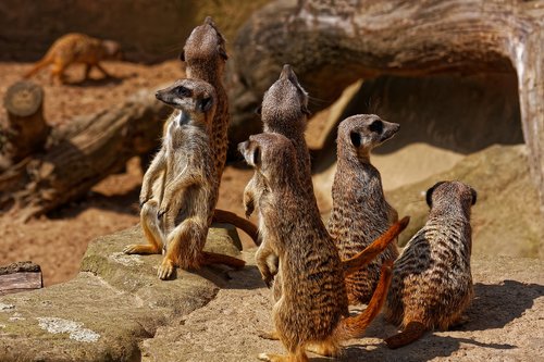 meerkat  zoo  mammal