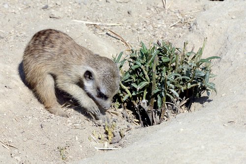 meerkat  animal  small animal