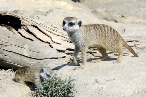 meerkat  mammal  nature