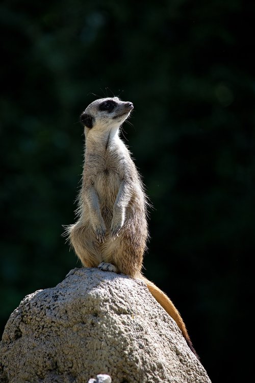 meerkat  animal  mammal