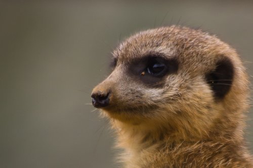 meerkat  holes  africa