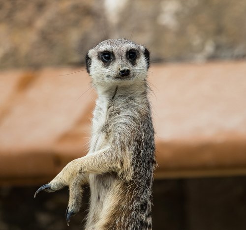 meerkat  animal  mammal