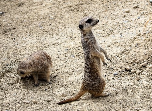 meerkat  animal  mammal