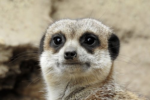meerkat  zoo  cute