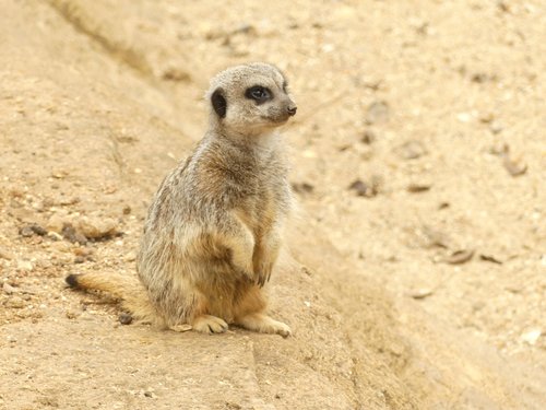 meerkat  animal  fur