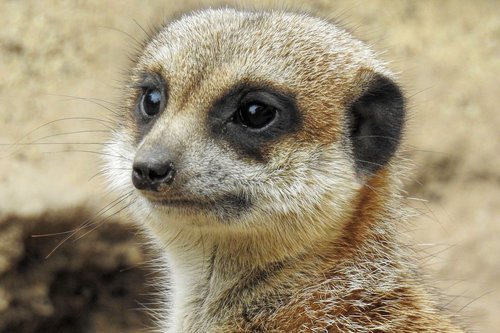 meerkat  cute  mammal