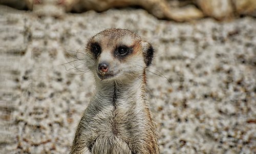 meerkat  animal  nature