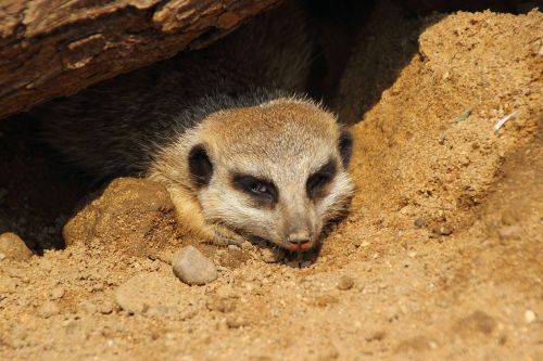 meerkat zoo mammal