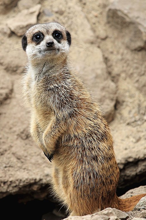 meerkat  cute  animal