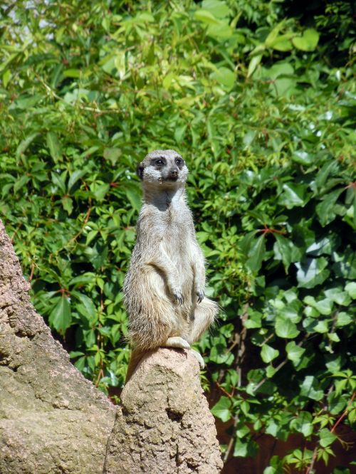 meerkat animal guard