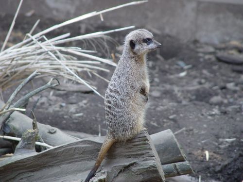 meerkat animal cute