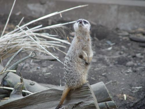 meerkat animal cute