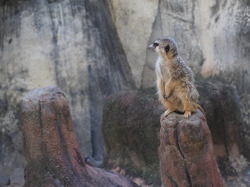 meerkat  zoo  curious