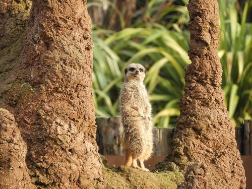 meerkat  animal  cute