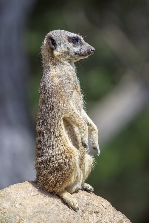 meerkat  sitting  fur